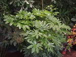 Fatsi or Japanese Aralia